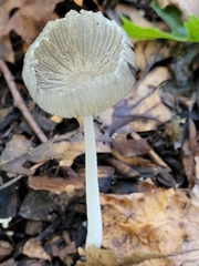 Coprinopsis lagopus