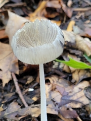 Coprinopsis lagopus