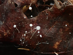 Mycena polyadelpha
