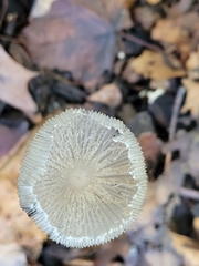 Coprinopsis lagopus