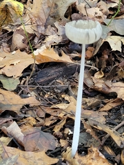 Coprinopsis lagopus