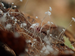 Mycena polyadelpha