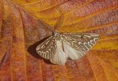 Compsoptera jourdanaria