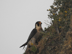 Falco peregrinus brookei