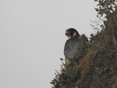 Falco peregrinus brookei
