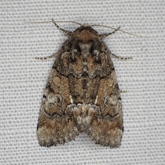 Chytonix sensilis
