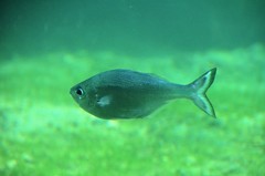 Kuhlia marginata