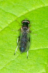 Merosargus caeruleifrons