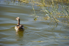 Alopochen aegyptiaca