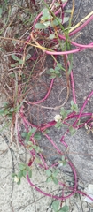 Blutaparon portulacoides