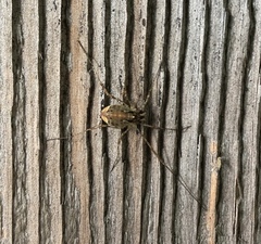 Paroligolophus agrestis