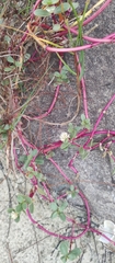 Blutaparon portulacoides