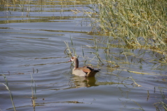 Alopochen aegyptiaca