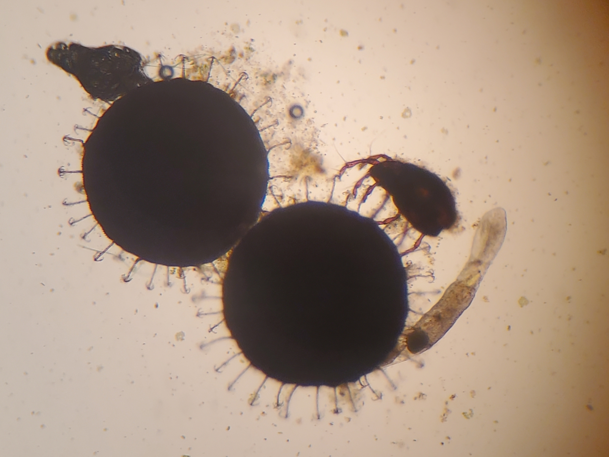 Cristatella mucedo Cuvier, 1798