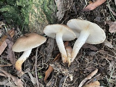 Pholiota angustipes