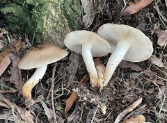 Pholiota angustipes