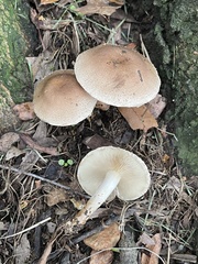 Pholiota angustipes