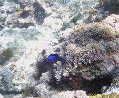 Stegastes acapulcoensis