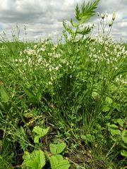 Eremogone longifolia