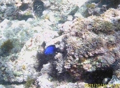 Stegastes acapulcoensis