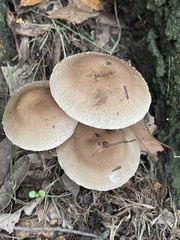 Pholiota angustipes