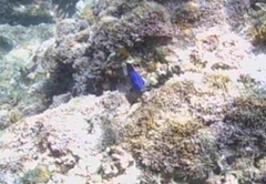 Stegastes acapulcoensis