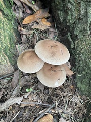 Pholiota angustipes