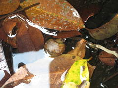 Pomacea canaliculata