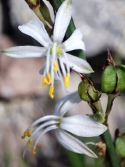 Chlorophytum comosum