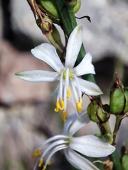 Chlorophytum comosum
