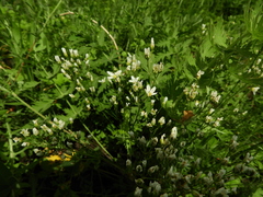 Eremogone longifolia