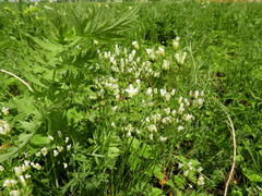 Eremogone longifolia