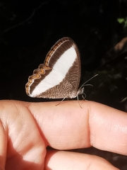 Oressinoma typhla typhla