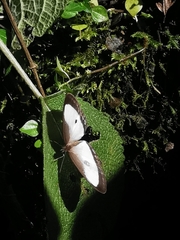 Oressinoma typhla typhla