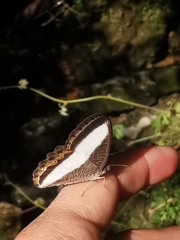 Oressinoma typhla typhla