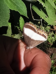 Oressinoma typhla typhla