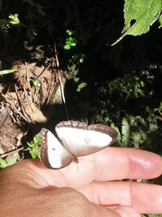 Oressinoma typhla typhla