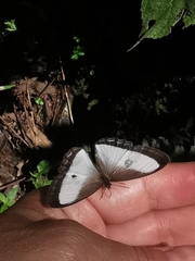 Oressinoma typhla typhla