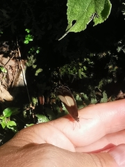 Oressinoma typhla typhla