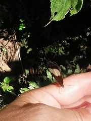 Oressinoma typhla typhla