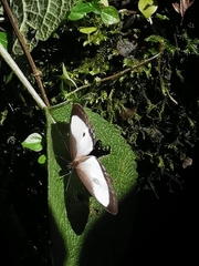 Oressinoma typhla typhla