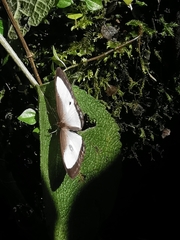 Oressinoma typhla typhla