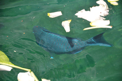 Chlorurus strongylocephalus