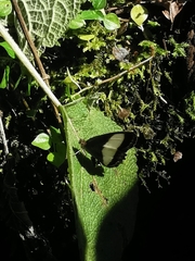 Oressinoma typhla typhla