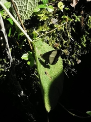 Oressinoma typhla typhla