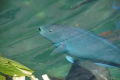 Chlorurus strongylocephalus