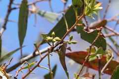 Eucalyptus rodwayi