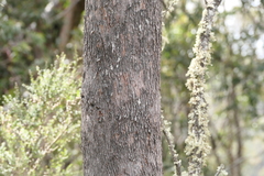 Eucalyptus rodwayi
