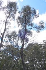 Eucalyptus rodwayi