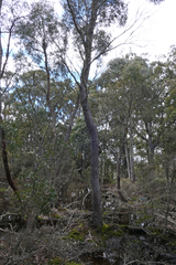 Eucalyptus rodwayi